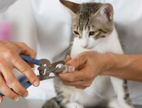 Dịch Vụ Cắt Dũa Móng Cho Thú Cưng